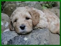 Jolile Rilpley puppies 5 weeks old 027
