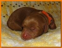 Jolie Ripley puppies 1 day old 036