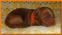 Jolie Ripley puppies 1 day old 037