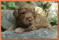 Jolie Ripley puppies 3 weeks old 048