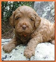 Jolie Ripley puppies 4 weeks old 030
