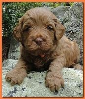 Jolie Ripley puppies 4 weeks old 032
