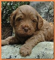 Jolie Ripley puppies 4 weeks old 033