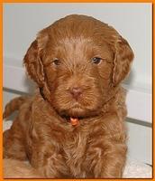 Jolie Ripley puppies 4-5 weeks old 012