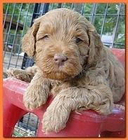 Jolie Ripley puppies 4-5 weeks old 056
