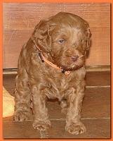 Jolie Ripley puppies 4-5 weeks old 060