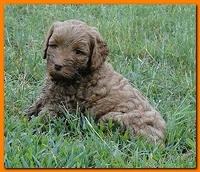 Jolie Ripley puppies 6 weeks old play 001
