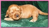 Jolie Ripley puppies 2 weeks old 005