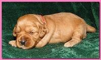 Jolie Ripley puppies 2 weeks old 006