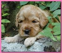 Jolie Ripley puppies 3 weeks old 003