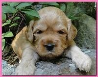 Jolie Ripley puppies 3 weeks old 005