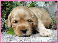 Jolie Ripley puppies 3 weeks old 006