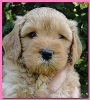 Jolie Ripley puppies 5.5 weeks faces 002