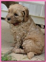 Jolie Ripley puppies 6 weeks old 3 011