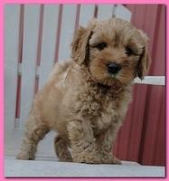 Jolie Ripley puppies 7 weeks old 072