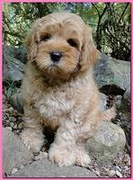 Jolie Ripley puppies 8 weeks old pink 003