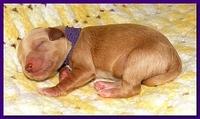 Jolie Ripley puppies 1 day old 3 002