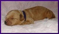 Jolie Ripley puppies 1 week old 057