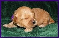 Jolie Ripley puppies 2 weeks old 017