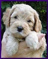 Jolie Ripley puppies 5.5 weeks faces 018