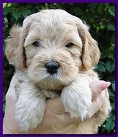 Jolie Ripley puppies 5.5 weeks faces 019