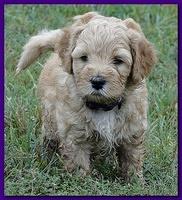 Jolie Ripley puppies 6 weeks old play 028