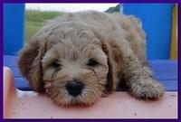 Jolie Ripley puppies 7 weeks old 065