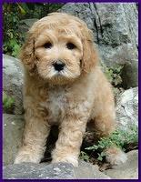 Jolie Ripley puppies 8 weeks old purple 007