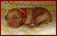 Jolie Ripley puppies 1 day old 023