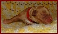 Jolie Ripley puppies 1 day old 025