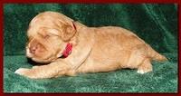 Jolie Ripley puppies 2 weeks old 024