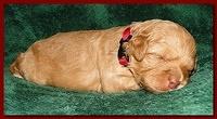 Jolie Ripley puppies 2 weeks old 026