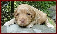 Jolie Ripley puppies 3 weeks old 024
