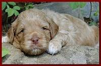 Jolie Ripley puppies 3 weeks old 030