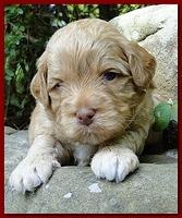 Jolie Ripley puppies 3 weeks old 031