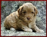 Jolie Ripley puppies 4 weeks old 051