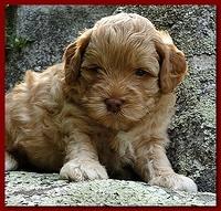 Jolie Ripley puppies 4 weeks old 053