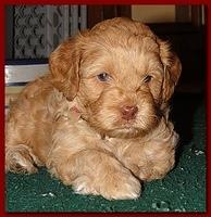 Jolie Ripley puppies 4-5 weeks old 030