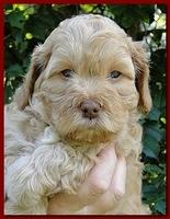 Jolie Ripley puppies 5.5 weeks faces 012