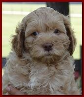 Jolie Ripley puppies 7 weeks old heads 013