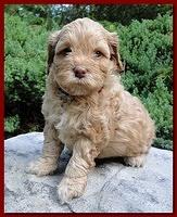 Jolile Rilpley puppies 5 weeks old 015