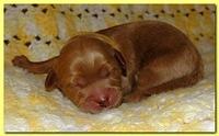 Jolie Ripley puppies 1 day old 043