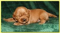 Jolie Ripley puppies 2 weeks old 050