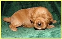 Jolie Ripley puppies 2 weeks old 053