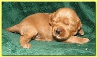 Jolie Ripley puppies 2 weeks old 055