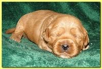 Jolie Ripley puppies 2 weeks old 057