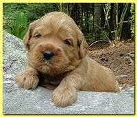 Jolie Ripley puppies 3 weeks old 060