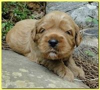 Jolie Ripley puppies 3 weeks old 063