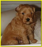 Jolie Ripley puppies 4-5 weeks old 010