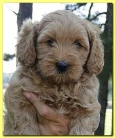 Jolie Ripley puppies 7 weeks old heads 010